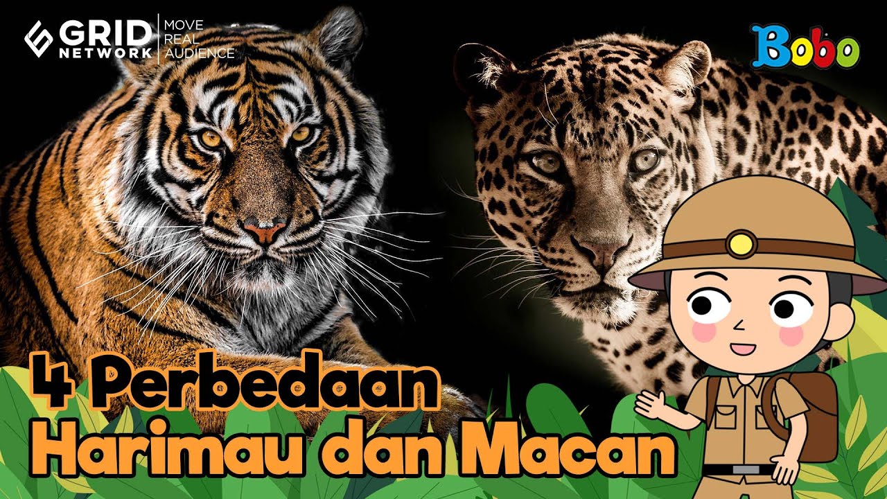 Fakta Unik Harimau dan Macan yang Sering Dianggap Sama - 4 Perbedaan Harimau dan Macan