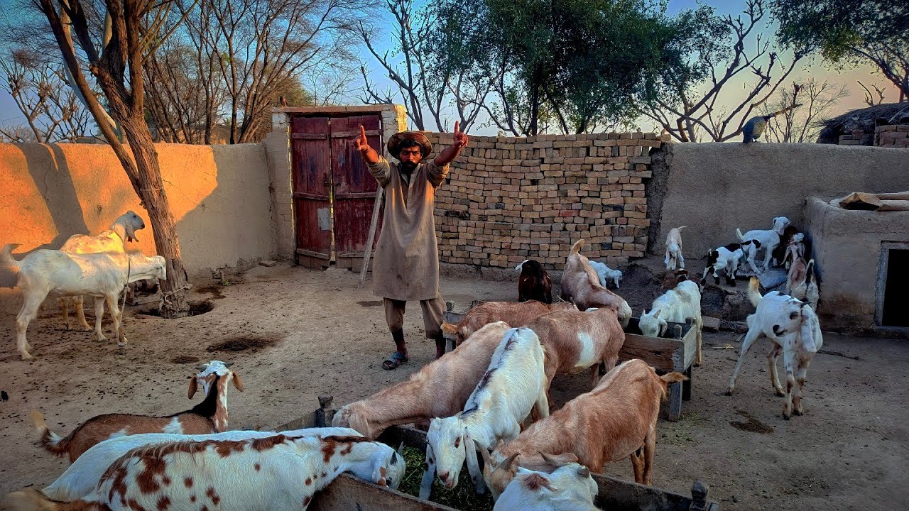 Abbas jutt ki teddy bakriyan🐐🦌🦙🐐🦌