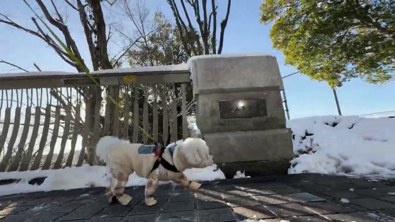 Lura's Walk_L011＃犬＃ペット＃ルラ＃ルラウォーク＃ビションフリーゼ＃bichon frisé＃お散歩＃ルラ＃ワンコ＃小型犬＃dog＃walk#walking#もふもふ＃ふわふわ