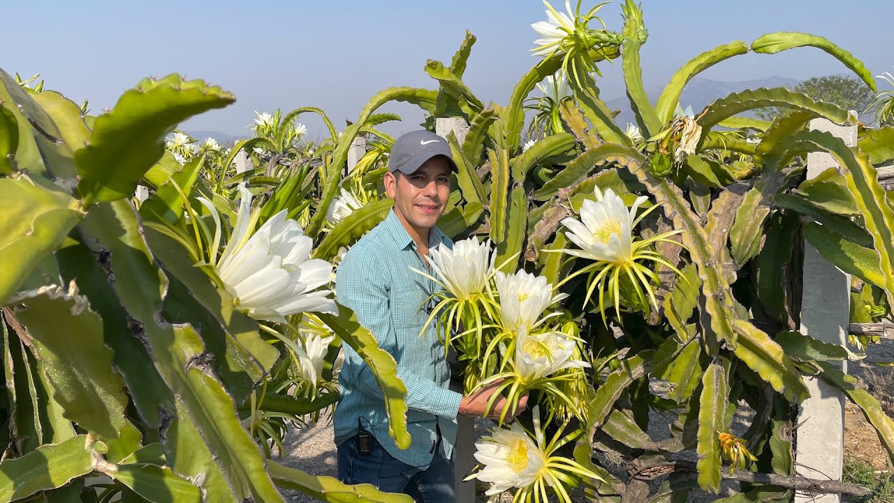 Para tener amarre en el fruto polinización con la misma variedad | PITAHAYAS Y PITAYAS