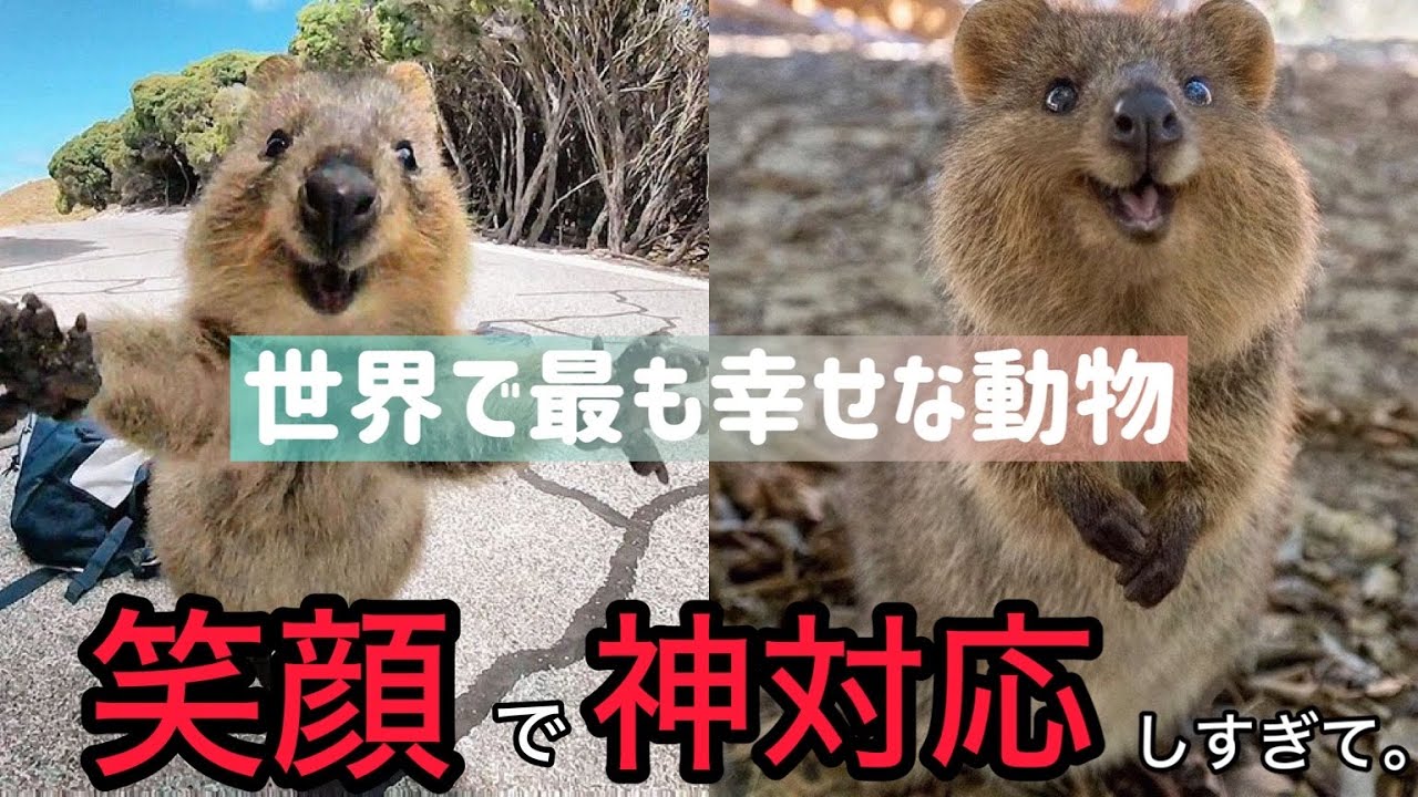 満面の笑みで観光客に神対応するクアッカの笑顔の裏側が残念すぎる