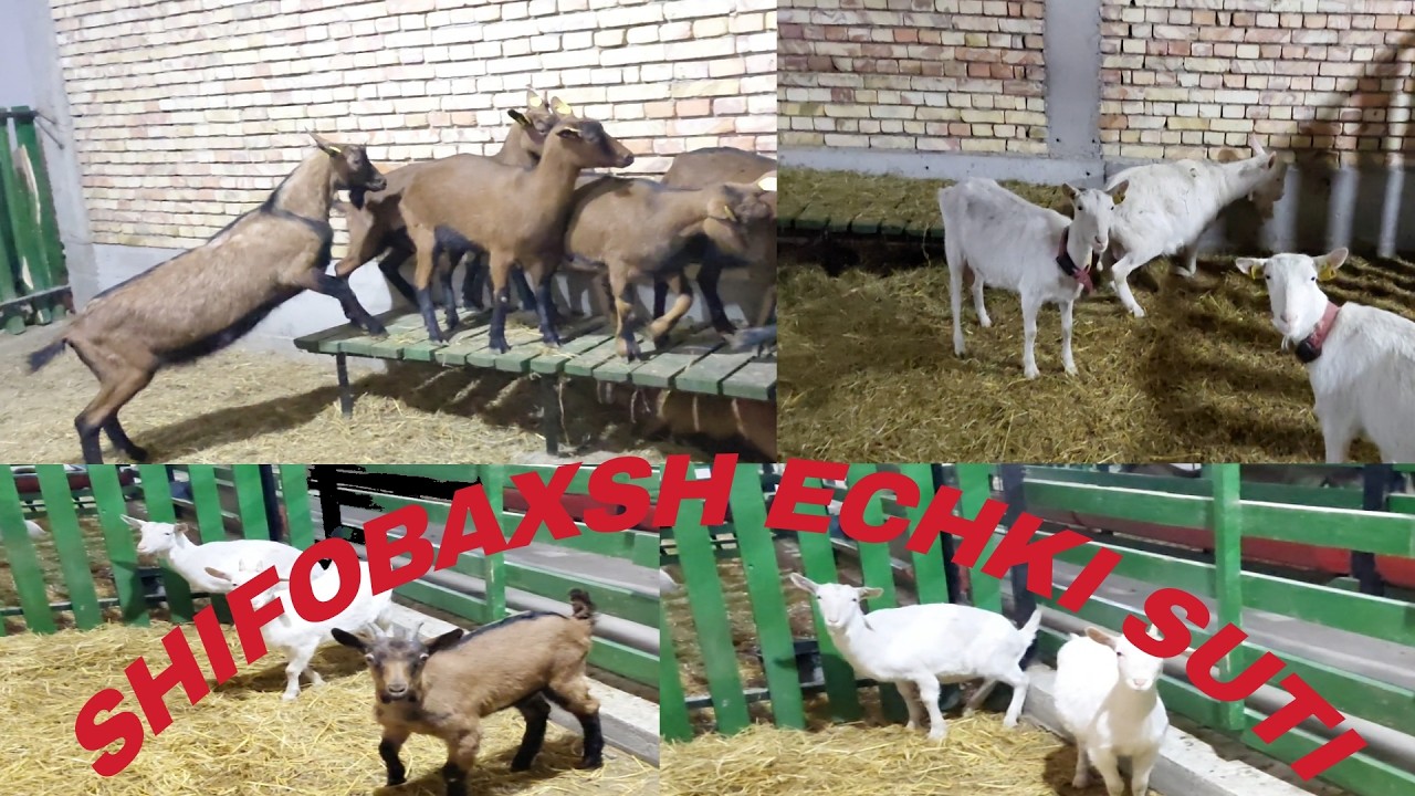 ECHKI SUTI CHEKLANMAGAN MIQDORDA.  Reklama berish uchun tel:+998905675105.