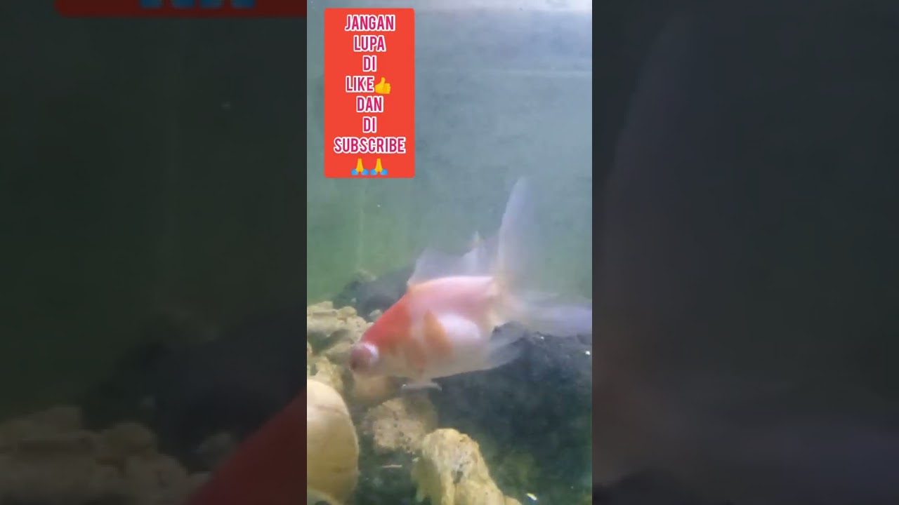 ikan ku 😍  @ikanikan