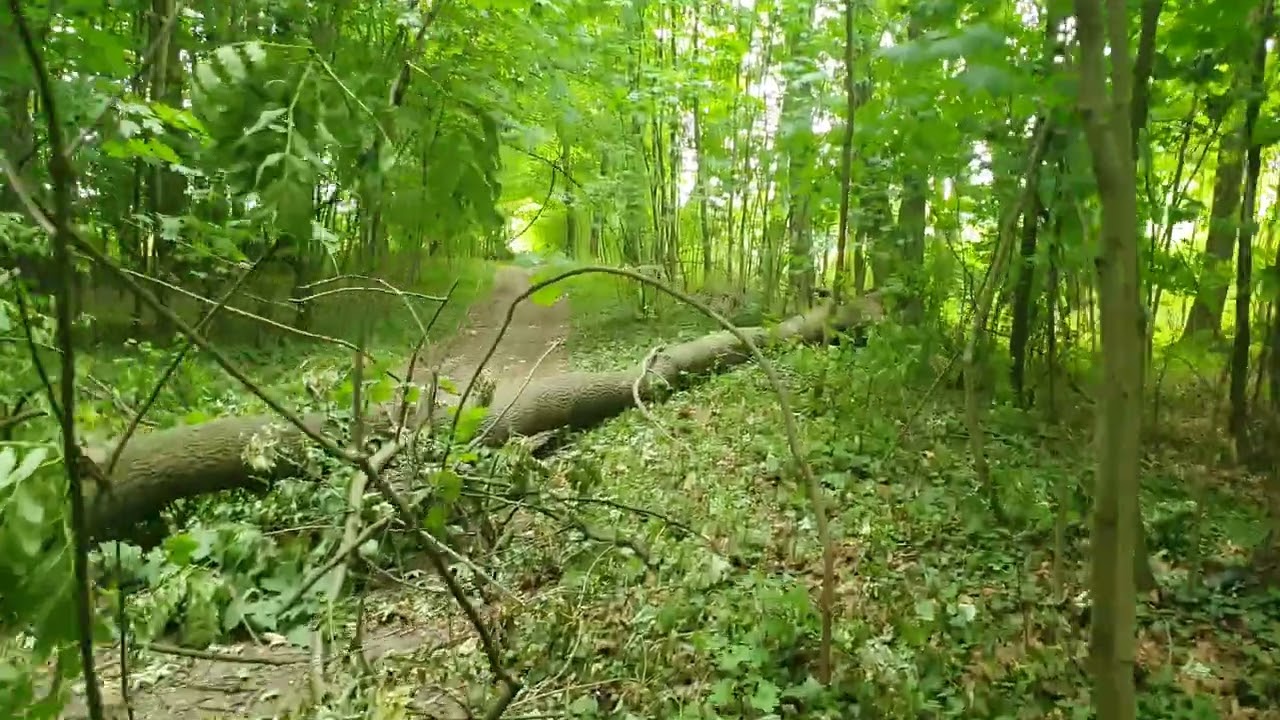 Dąbrówka górna lipca 2025
