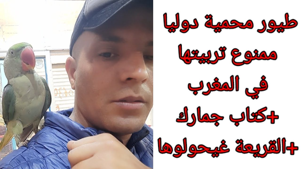 جمعية BCM طيور محمية دوليا (CITES) ممنوع تربيتها إلا برخصة من الوزارة  + القريعة غيحولوها
