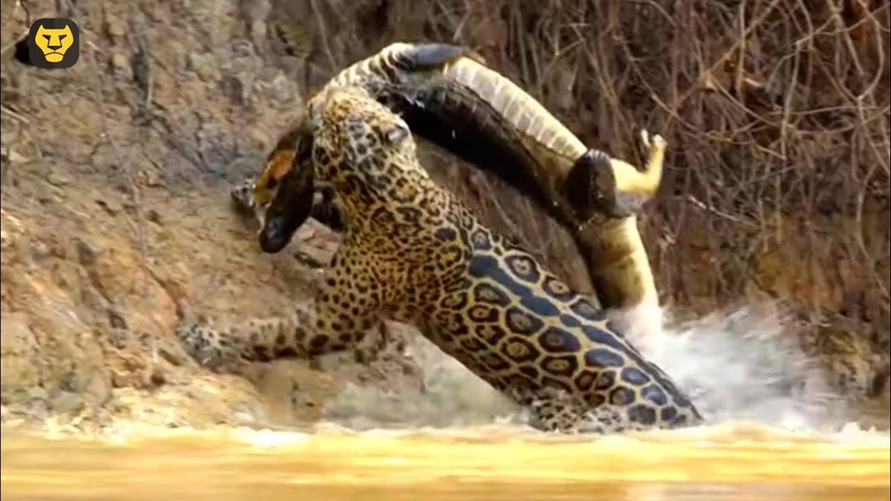 La Cacer&iacute;a del Jaguar (Panthera onca)