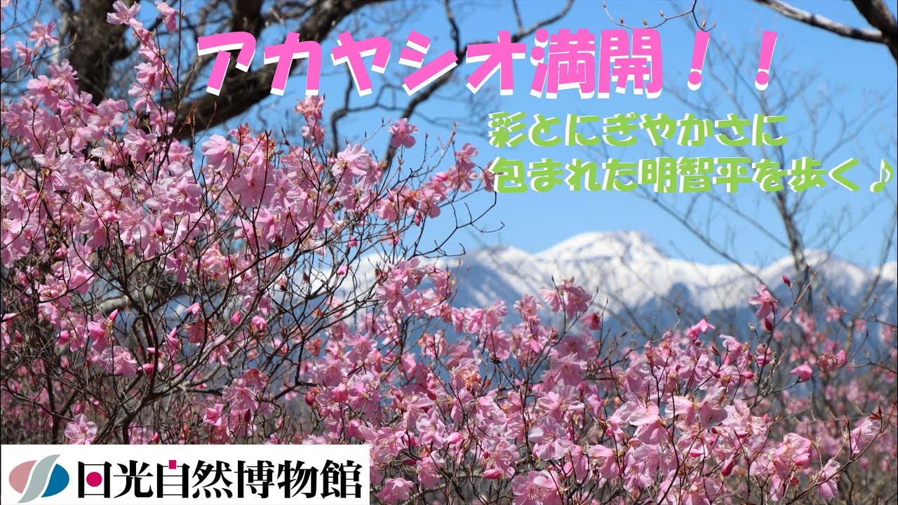 アカヤシオ満開！！彩とにぎやかさに包まれた明智平を歩く♪＜2025年４月３０日＞【奥日光自然情報】