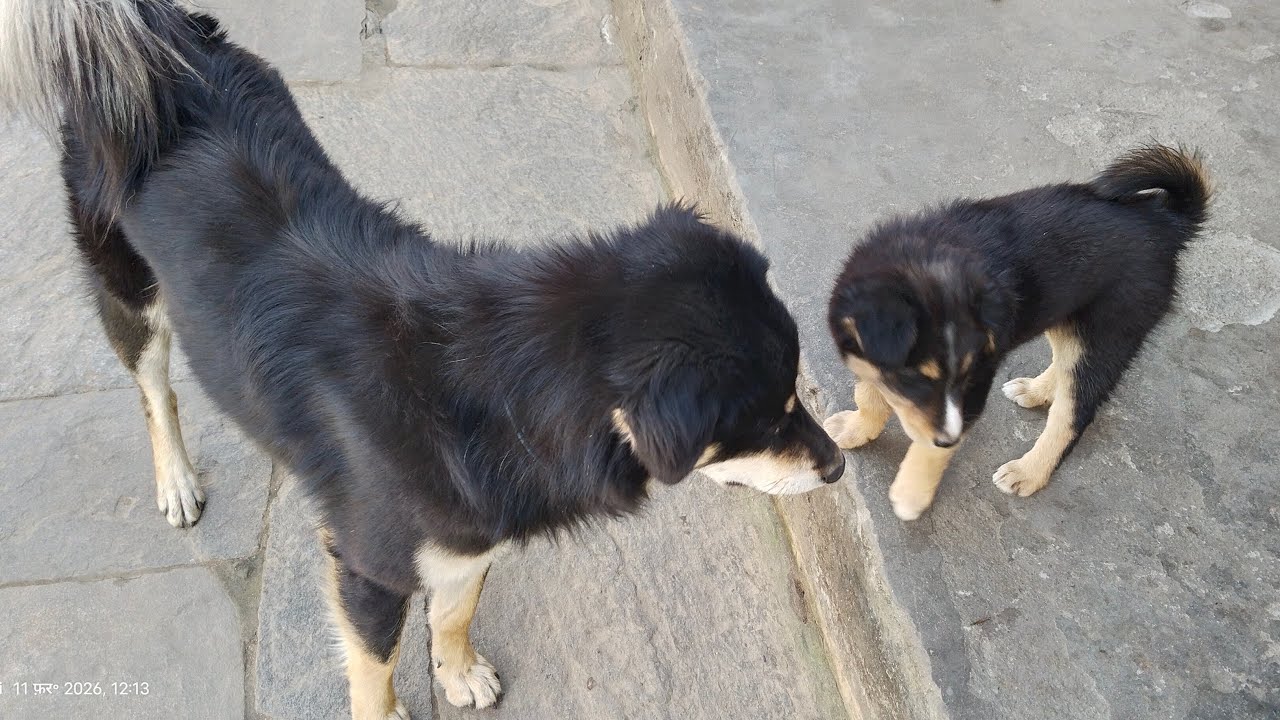 GAJENDRA GWARI (VIOGS) लाइव है!Doggy की मस्ती