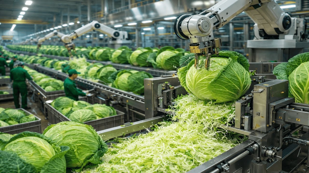 Inside a Modern Cabbage Salad Factory: From Fresh Cabbage to Ready-to-Eat Salad (Full Process)
