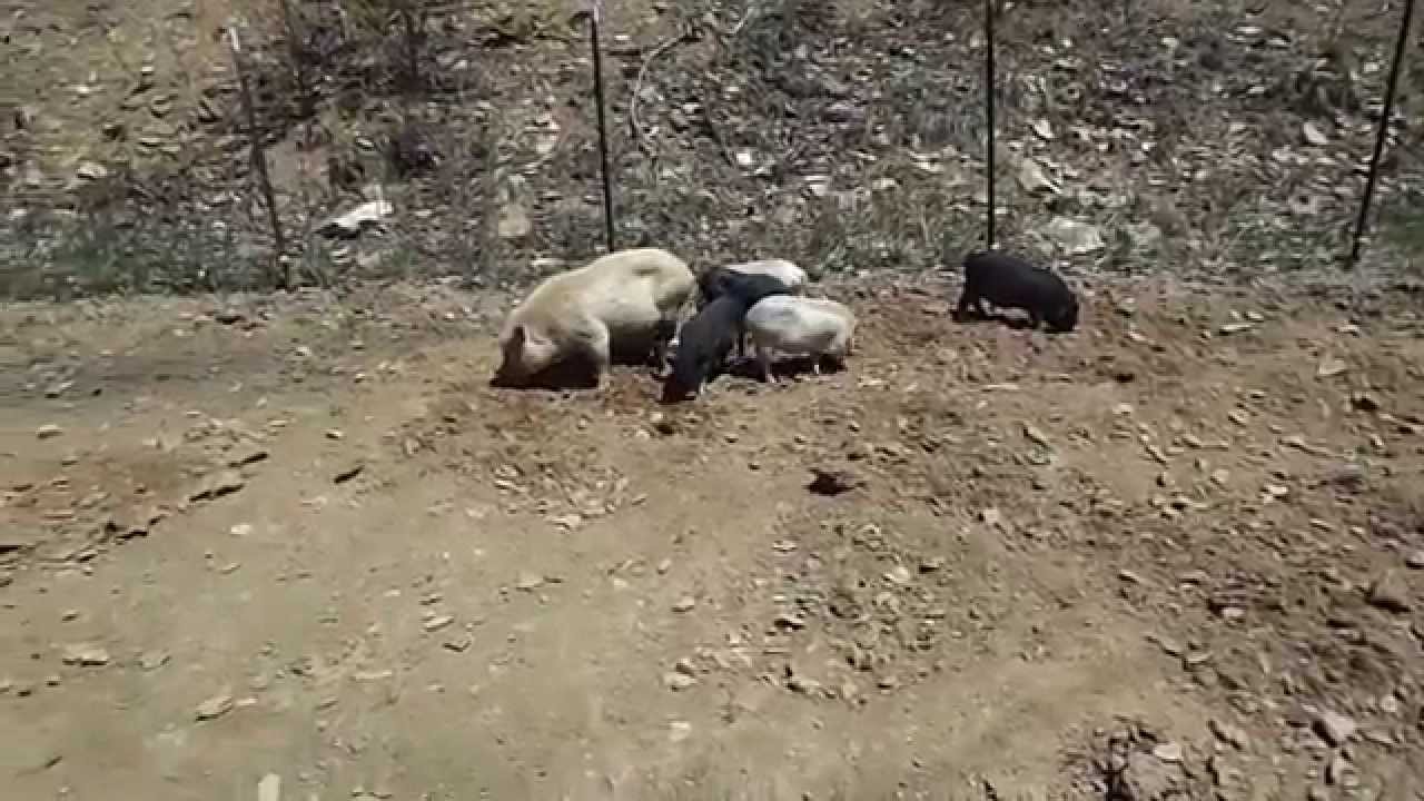 Pot Bellied Pigs pt 2
