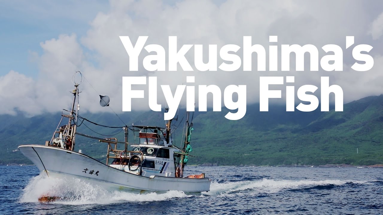 Yakushima's Flying Fish