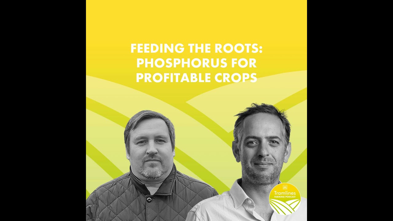 Feeding the Roots: Phosphorus for Profitable Crops