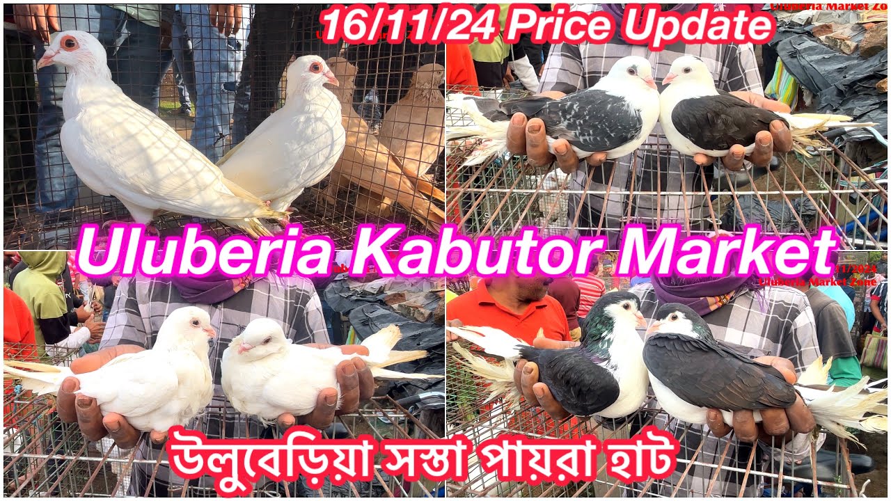 Uluberia Kabutor Market : Uluberia Pet Market 16/11/24 price update today #cheapestprice #pigeon