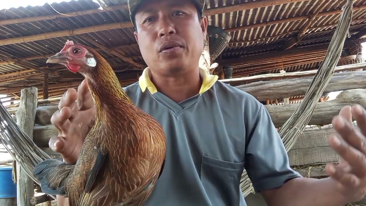 วิธีฝึกไก่ต่อตัวเมียให้ร้องและก๋อยกระต๊าก