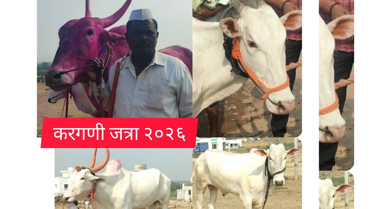 करगणी जत्रा खिल्लार जनावराचा बाजार नामवंत खिल्लार पालक मोठ्या मापाची खोंड डाची दावन २०२६