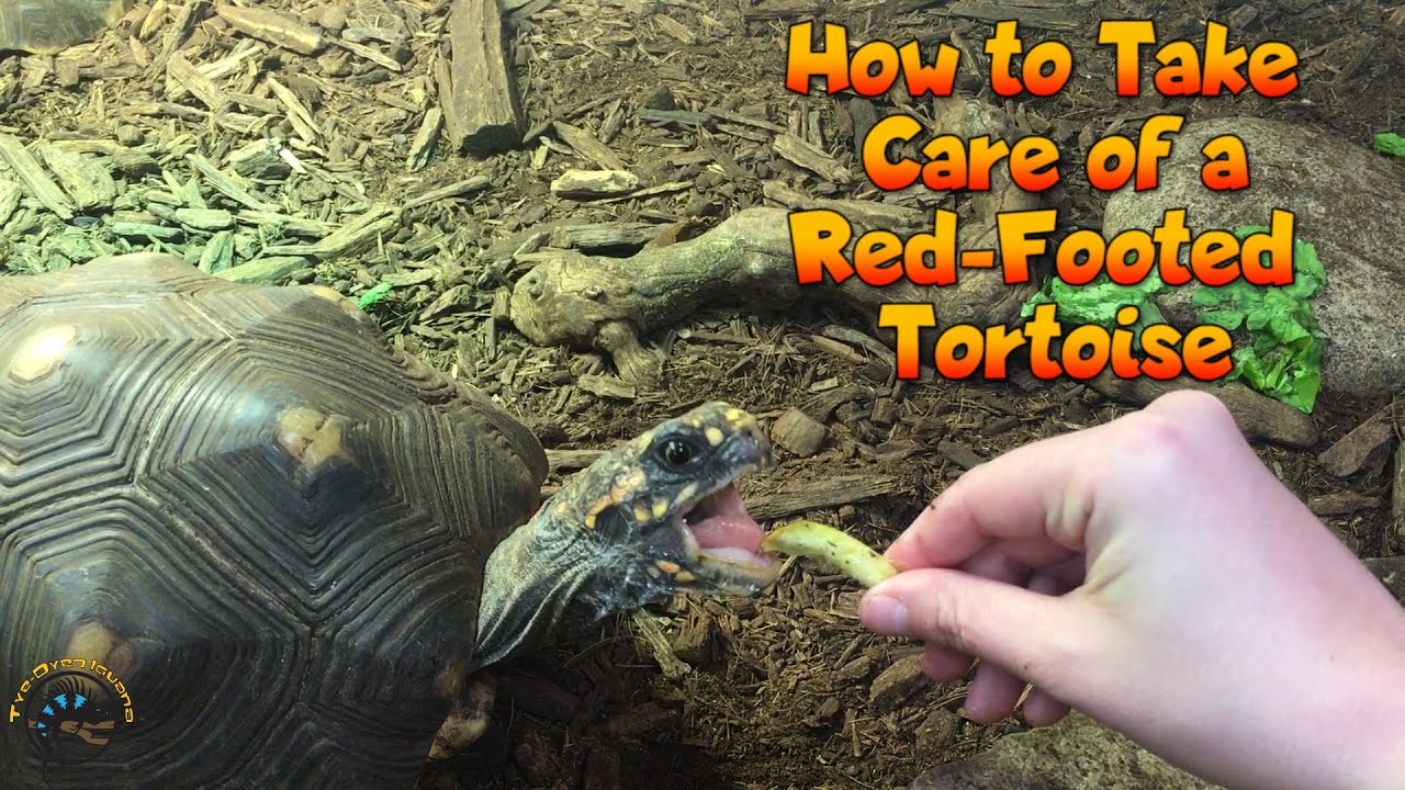 How To Take Care of a Red-Footed Tortoise!