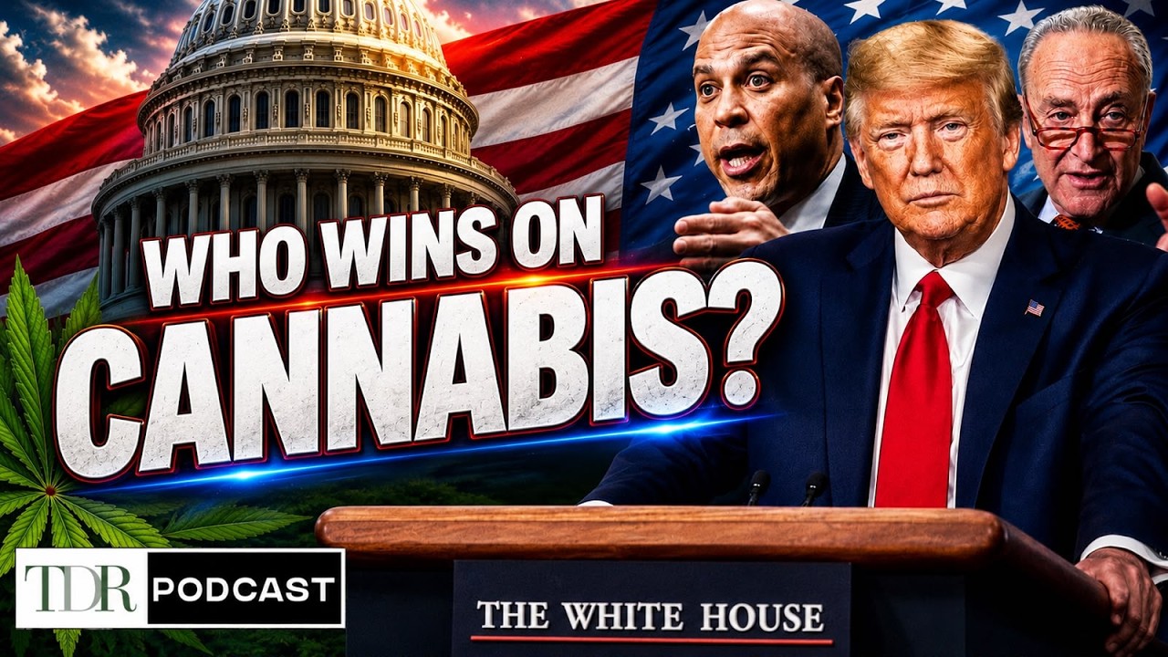 Каннабис стал предметом политической борьбы | TDR Cannabis in 5