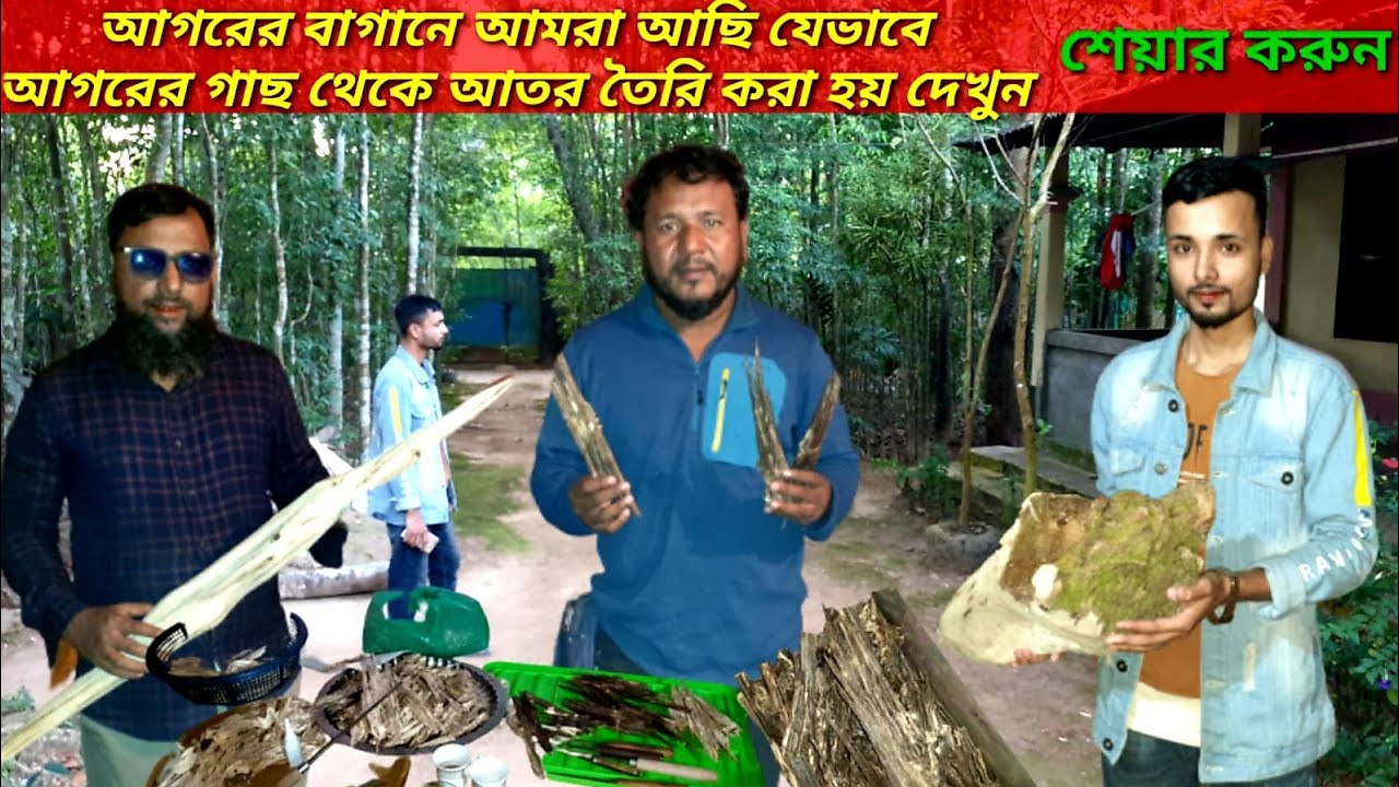 আগরের গাছের বাগান