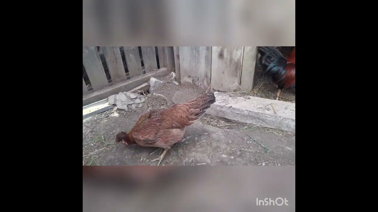 Noi modificări la gaini🐔☀️❤