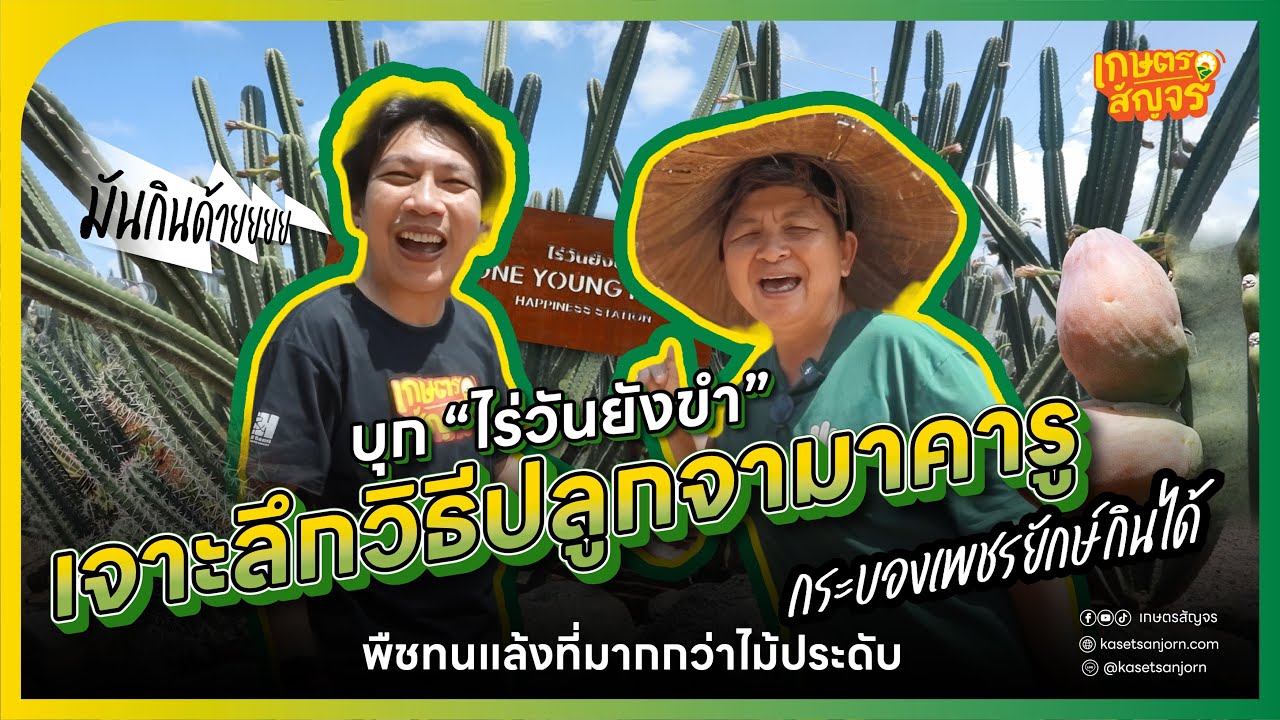 บุก “ไร่วันยังขำ” เจาะลึกวิธีปลูกจามาคารู กระบองเพชรยักษ์กินได้  | เกษตรสัญจร