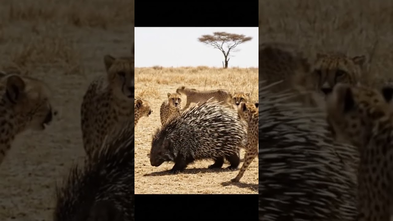 porcupine vs 10 cheetah fight #wildlife #video #forest #cheeatah#discovery #actionmoviescenes