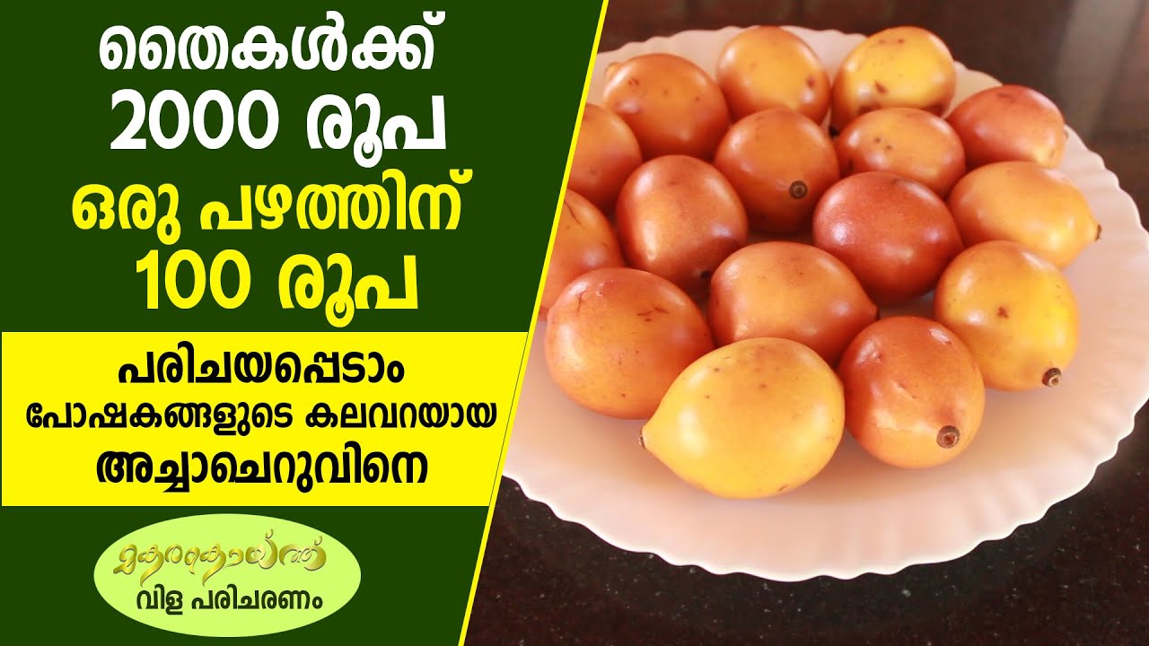 അച്ചാചെറു നടൂ, തലേവര മാറ്റൂ I Achacheru Fruit Plant