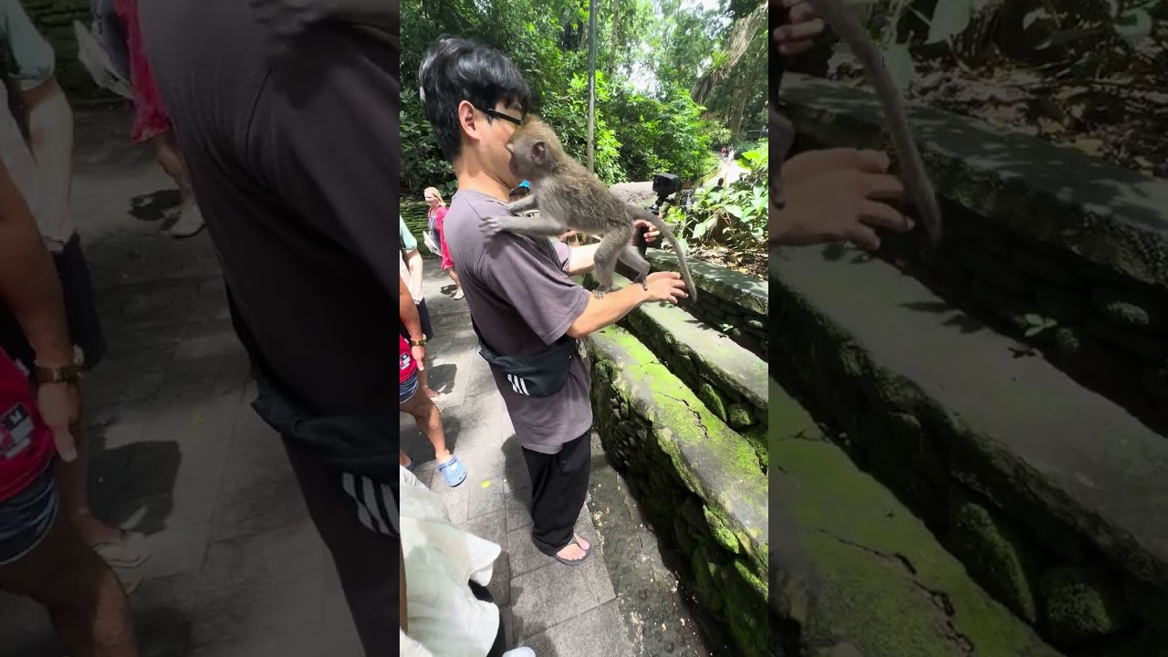 MONKEY Peeing on a tourist!  Monkey Forest UBUD/BALI