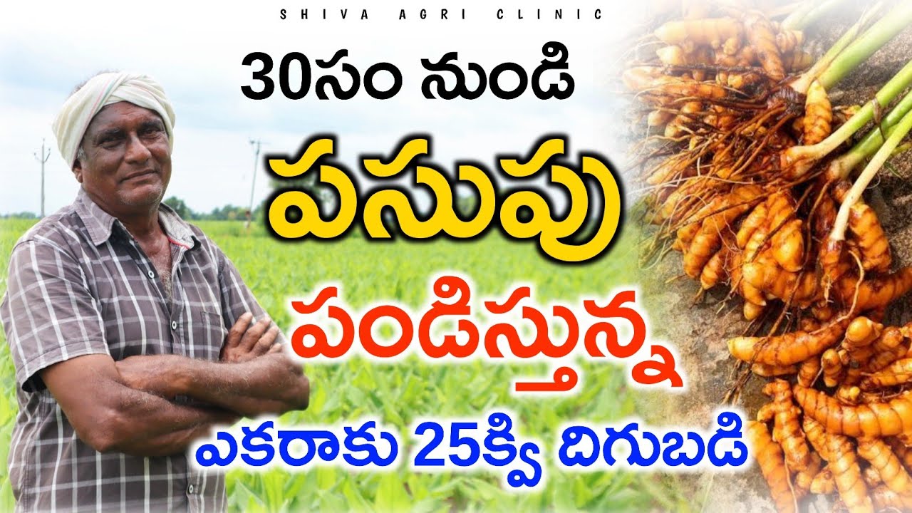ఎకరా పసుపు సాగు చేస్తే 25క్వి దిగుబడి | Turmeric Cultivation | Pasupu Sagu | Shiva Agri Clinic