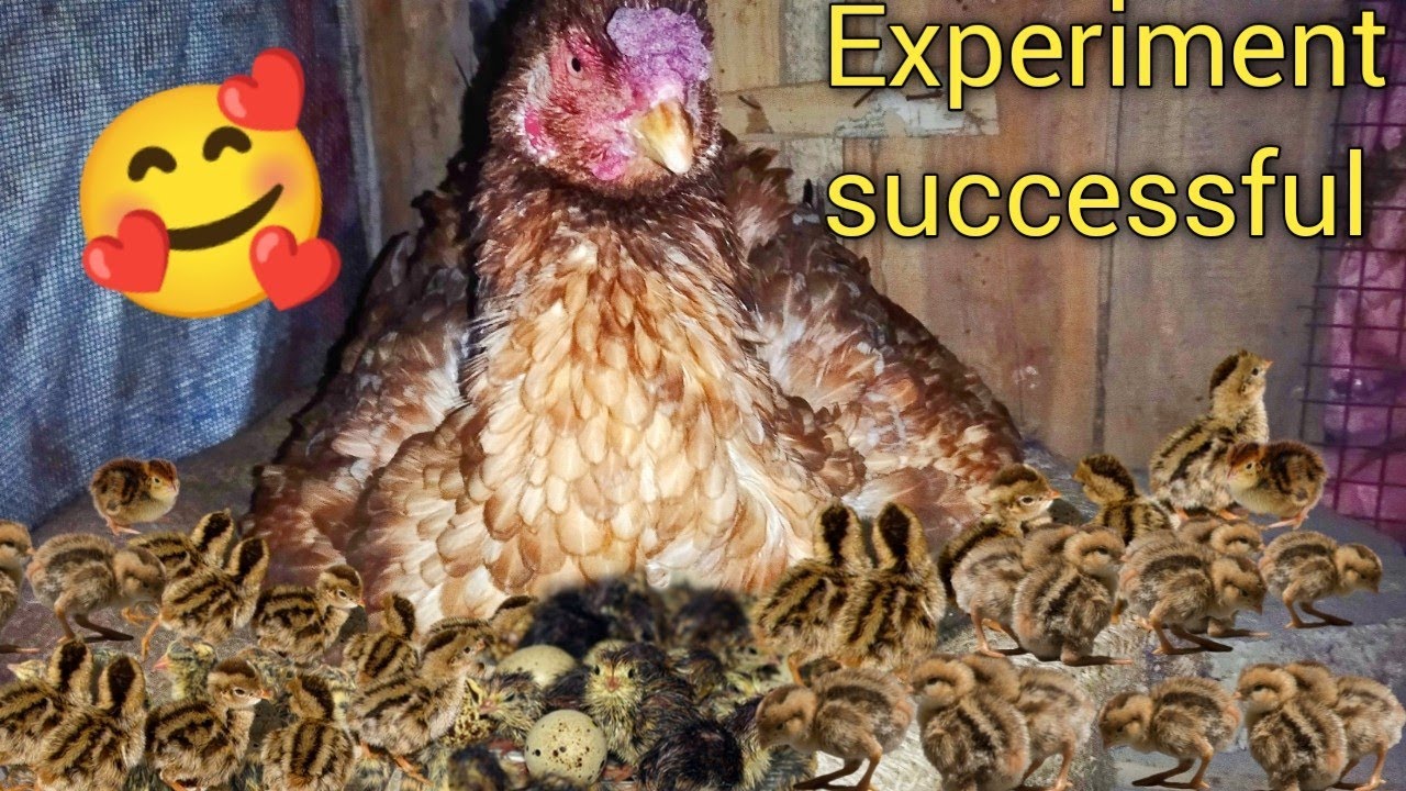 Experiment successful || Bater ke bacche murgi Ke niche nikal aaye 🥰