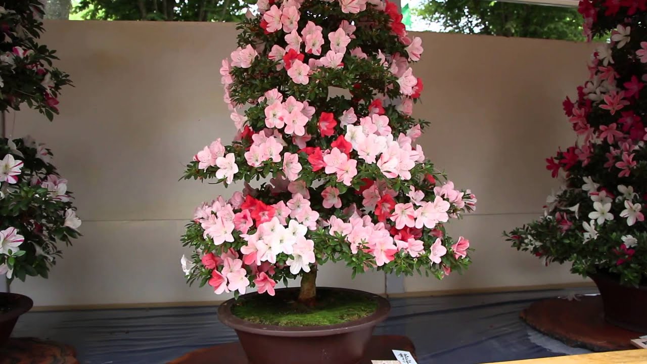 Satsuki Azalea Bonsai Exhibition 2013　 鹿沼さつき祭り　宇都宮さつき&花フェア
