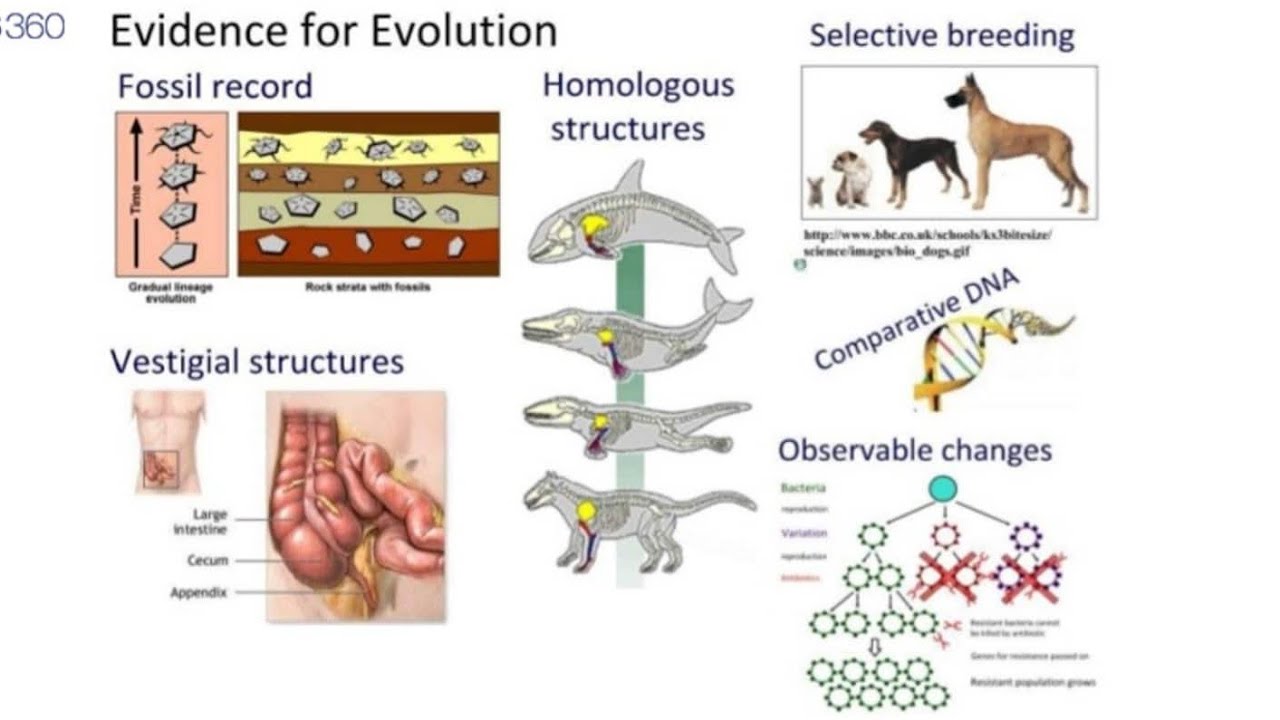 Patterns and Evidences of Evolution in Biology