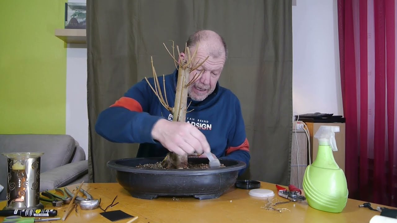 Yamadori Februar 2022 Teil1