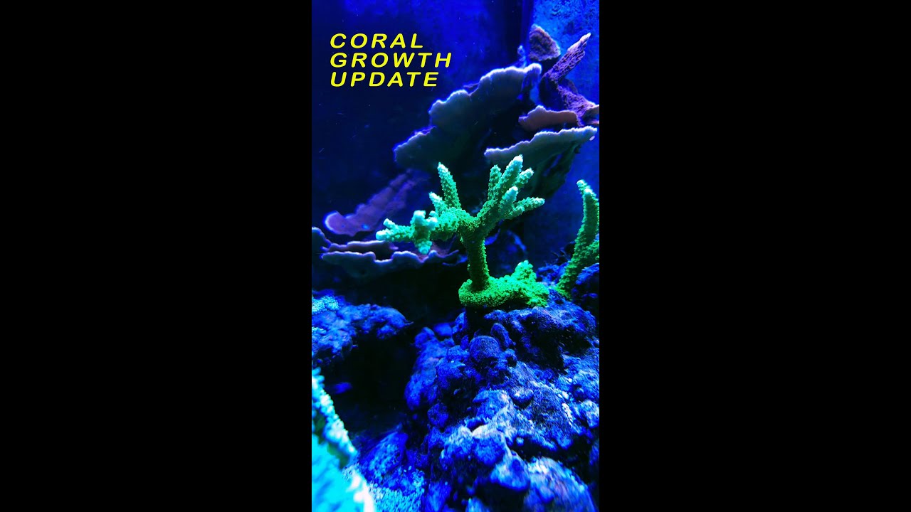 The Science of Coral: Illuminating Coral Growth