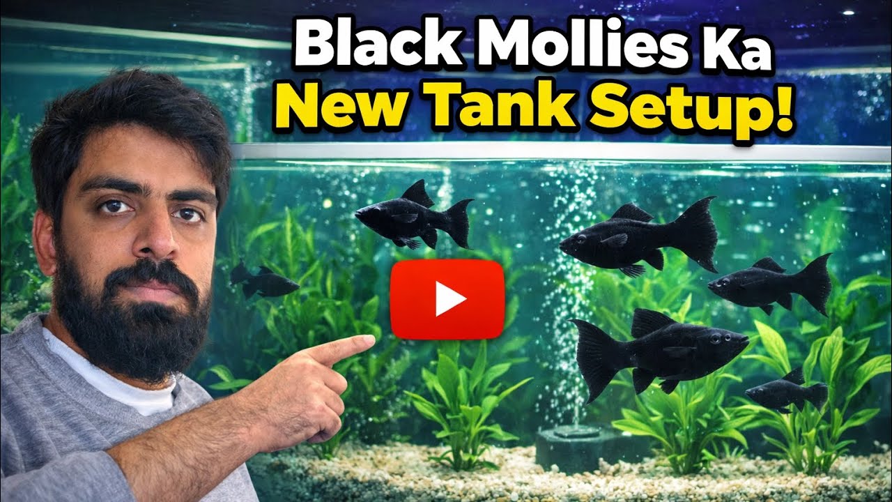 Black Mollies Ka New Tank Setup 🐠 | Complete Aquarium Setup Guide