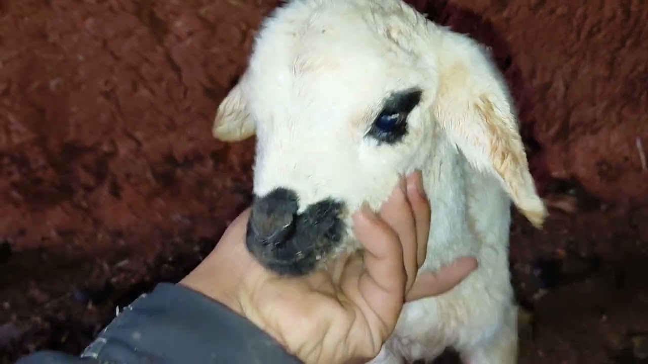 فرحة الصباح! نعجتي ولدت أول خروف لها 😍 | بداية حياة جديدة