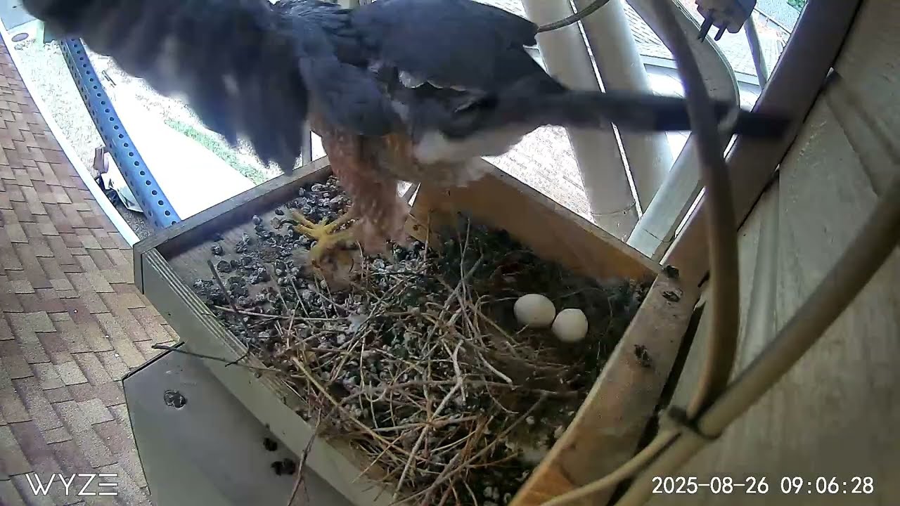 The Hawk Returned August 26, 2025