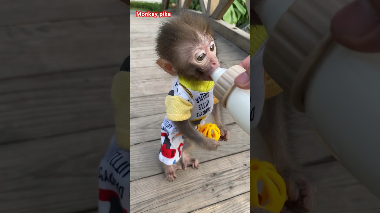 #monkey