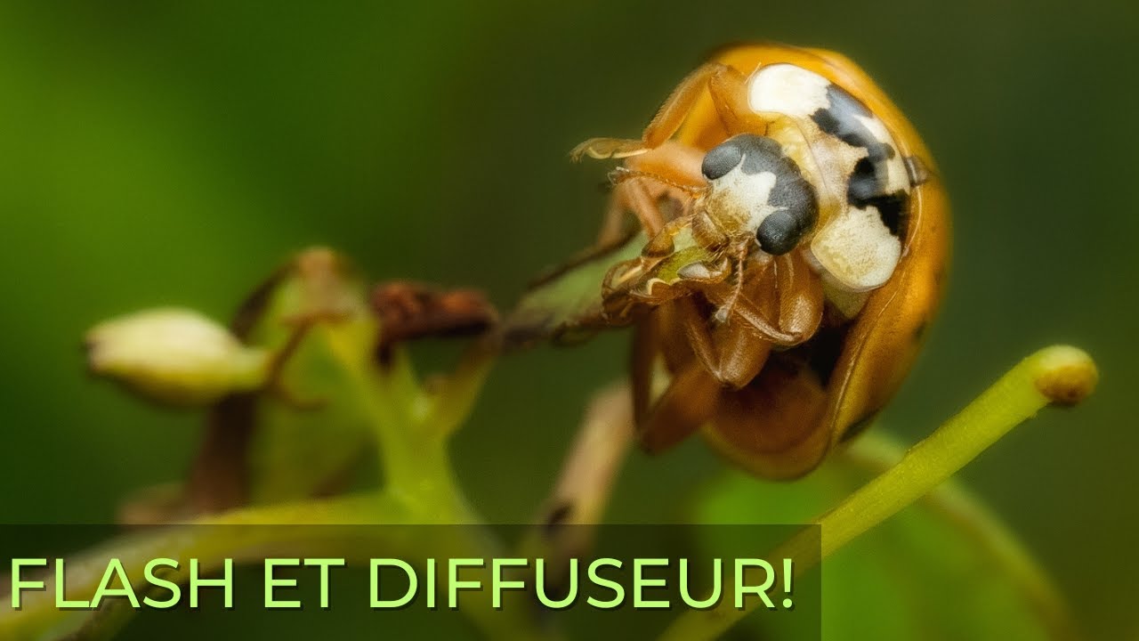 MACROPHOTOGRAPHIE avec un FLASH et DIFFUSEUR