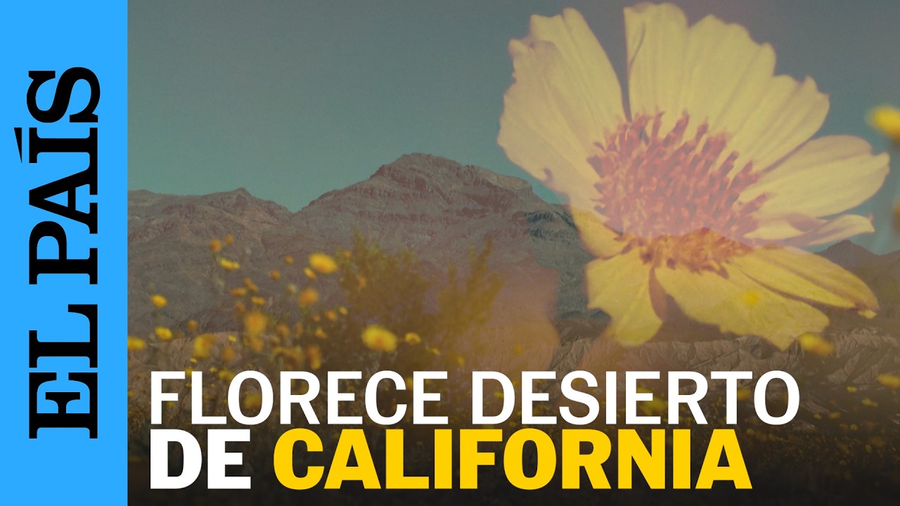 Cada 10 años FLORES SILVESTRES pintan el DESIERTO de CALIFORNIA | EL PAÍS