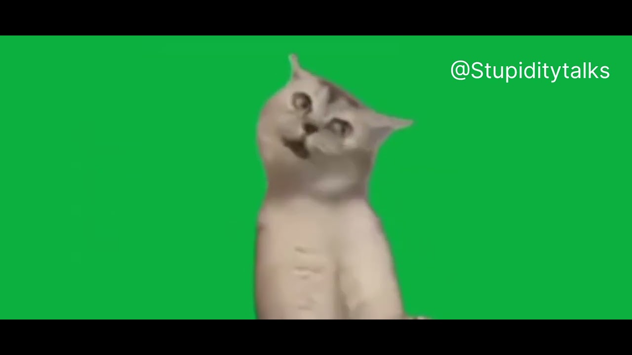 Purfect Good Night cat #cats #trending #meme #memes #funny #goodnight cat sound #relaxing