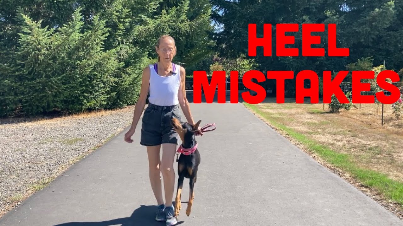 Avoid These Dog Training Mistakes for a Perfect Heel