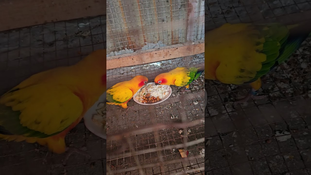 #sunconure