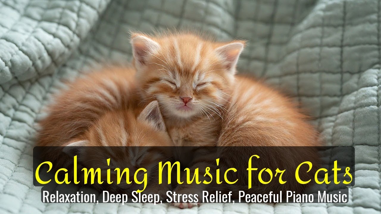 LIVE 🐱 Gentle Ambient Sleep Music 🌙 | Season 55
