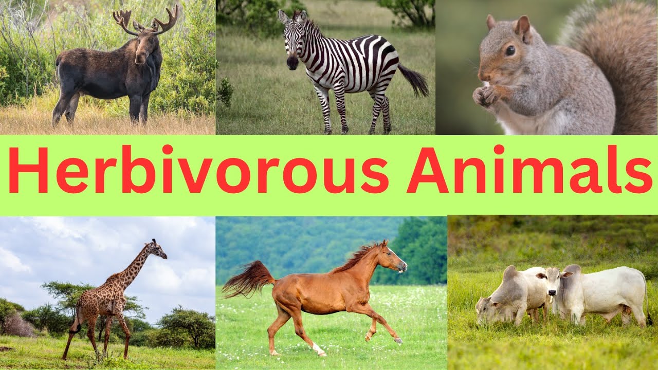 Herbivorous Animals | Plant Eating Animal Names