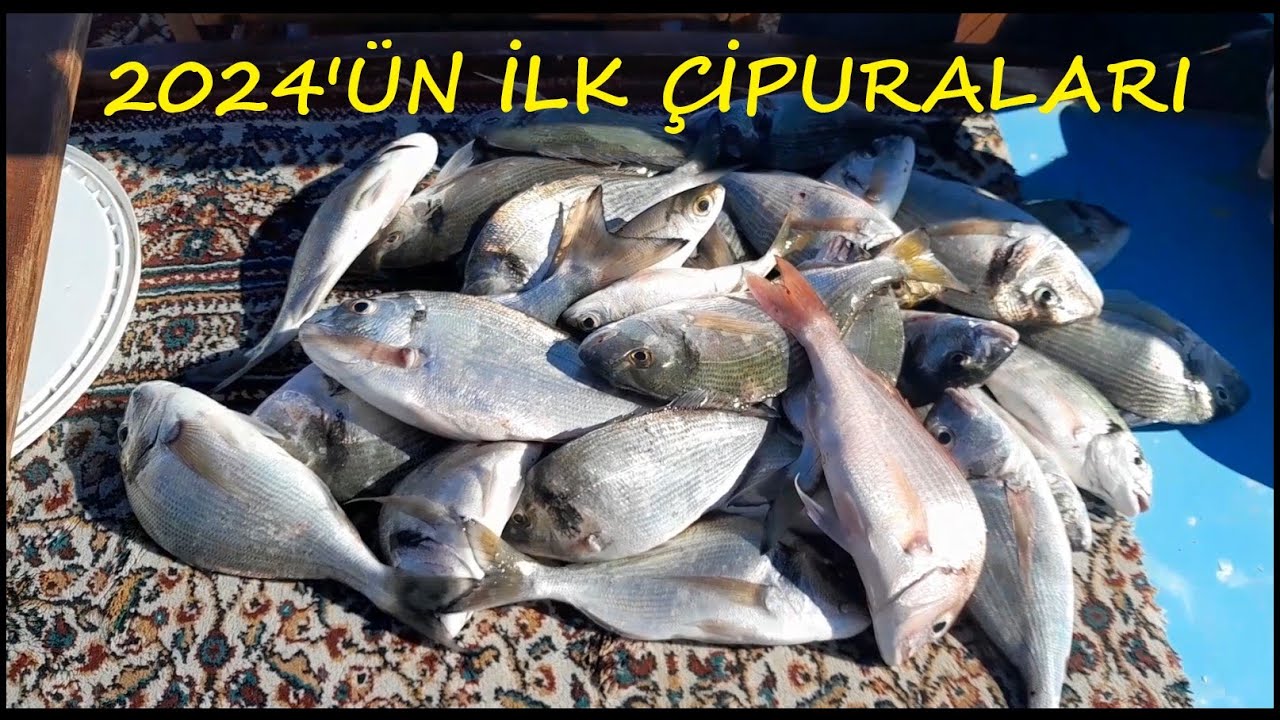 ÇİPURA AVI 2024'ÜN İLK ÇİPURALARI - FOÇA #fishing #balıkavı #çipura #foça