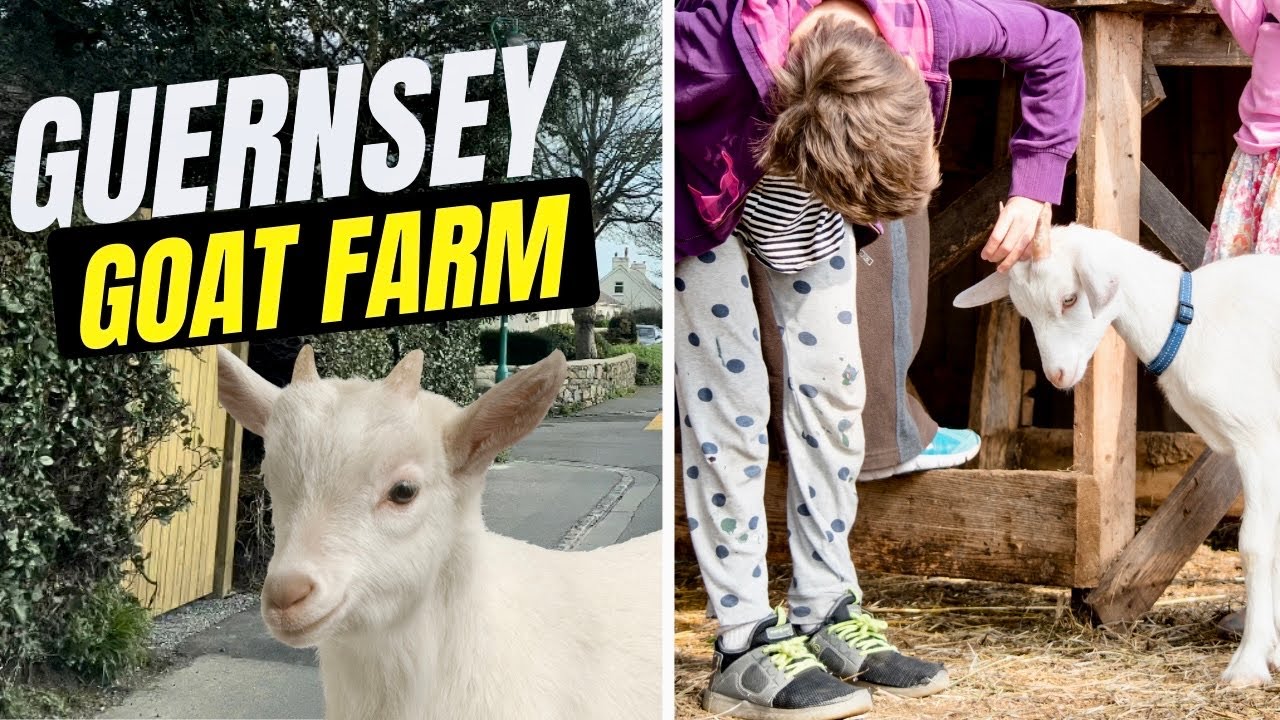 What&rsquo;s The Golden Guernsey Goat Farm Like??