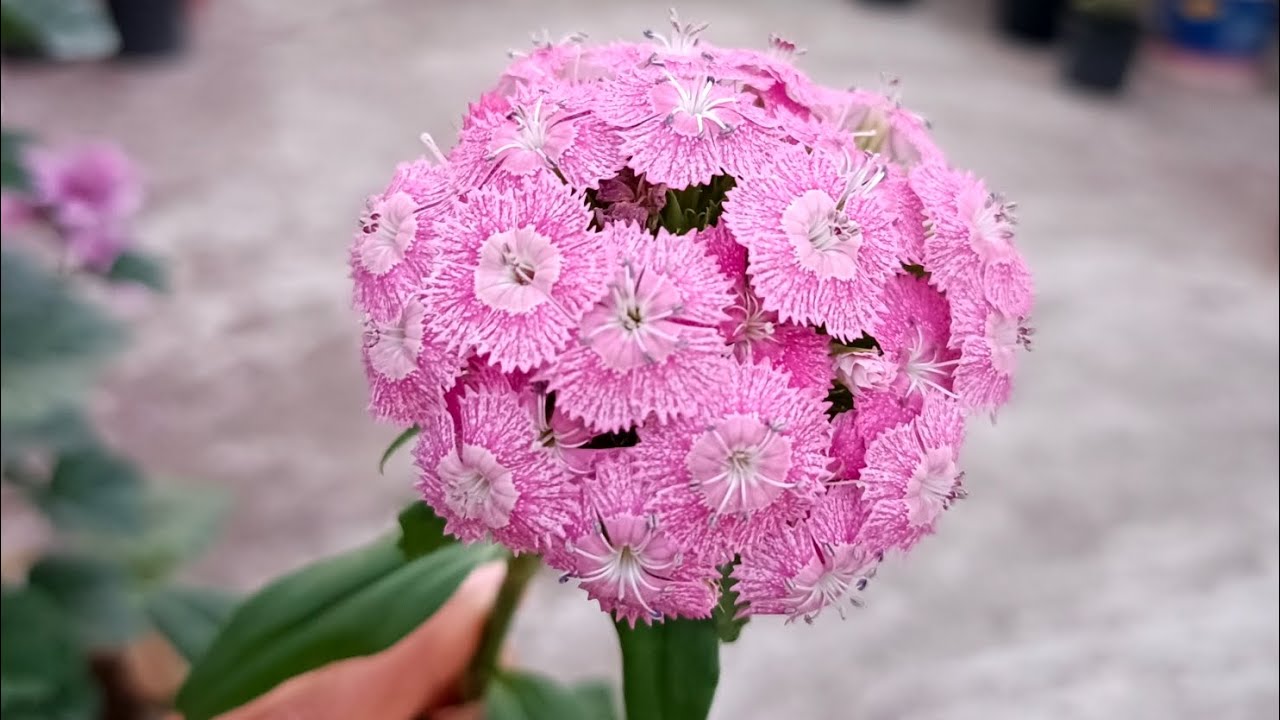 ଆଜି କିଛି ନୂଆ ଫୁଲ ଦେଖିବା #flowers #flowergarden #youtubevideo #originalvideo #10millionview #viral 