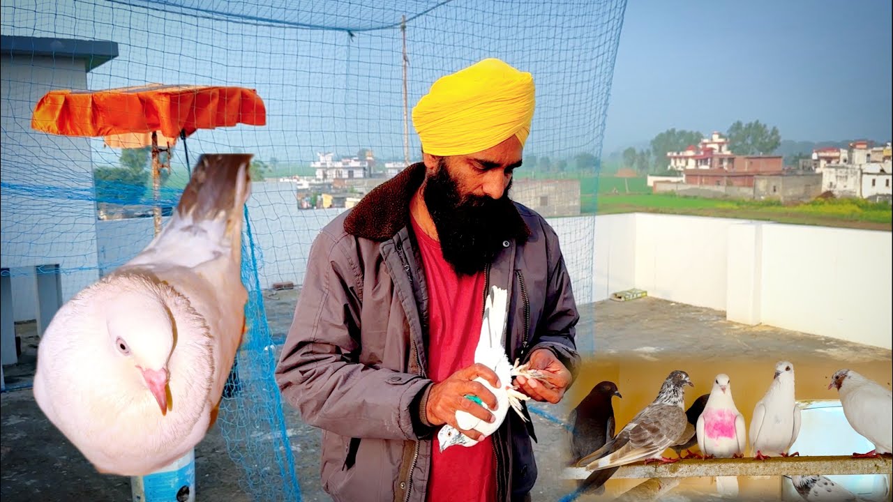 ਕਬੂਤਰਾਂ ਨੂੰ ਰੰਗ ਲਾਉਣ ਵਾਸਤੇ ਕਿੱਥੋਂ ਲੈਣਾ ਚਾਹੀਦਾ 