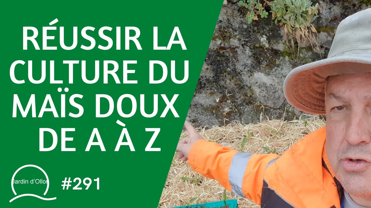 #291-Réussir la culture du maïs doux de A à Z