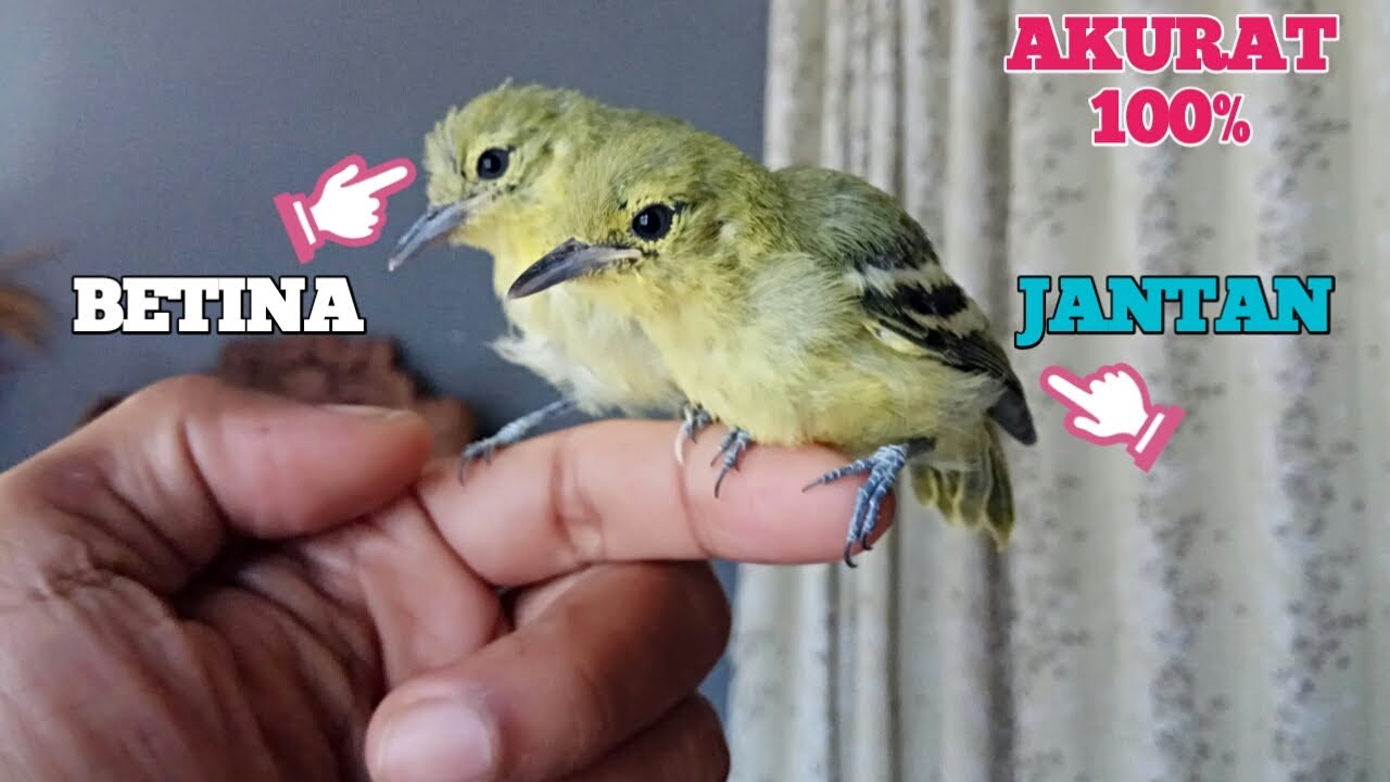 7 CARA AKURAT MENGENALI CIRI FISIK ANAKAN SIRTU JANTAN DAN BETINA